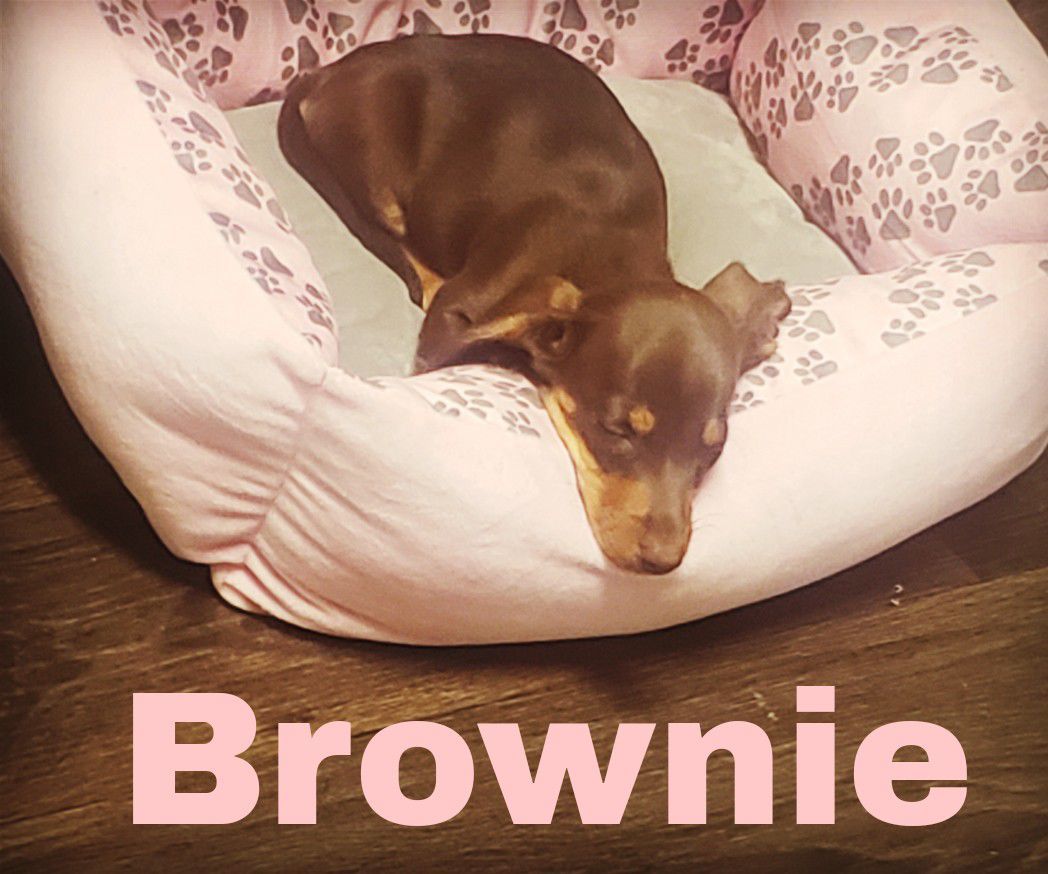 Brownie
